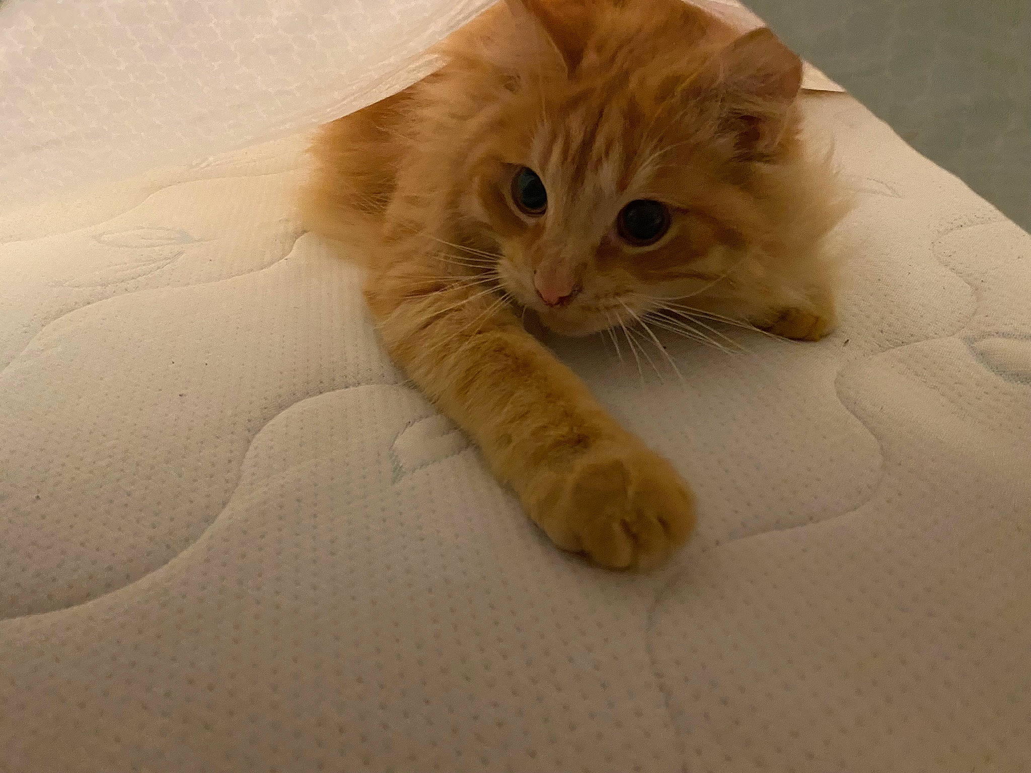 Klaws joined the competition — help win amazing prizes! carnivore, cat, claw, comfort, domestic_short_haired_cat, fawn, felidae, flooring, fur, gesture, hardwood, paw, pet_supply, sand, small_to_medium_sized_cats, snout, tail, terrestrial_animal, whiskers, wood