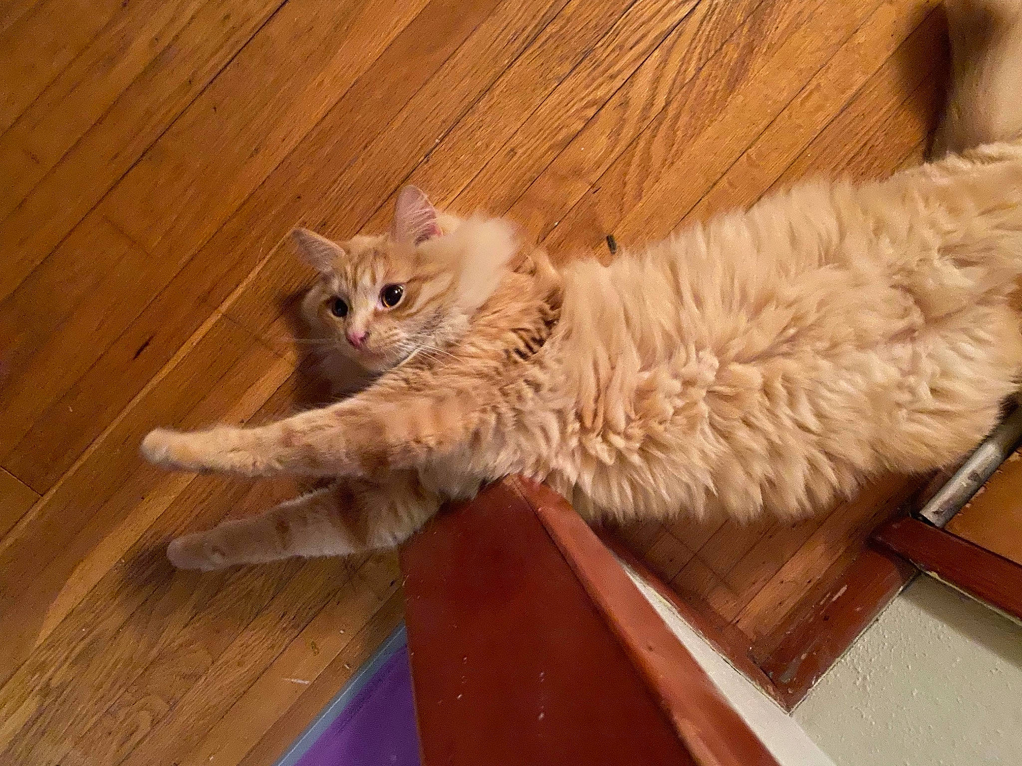 Klaws joined the competition — help win amazing prizes! carnivore, cat, claw, comfort, domestic_short_haired_cat, fawn, felidae, flooring, fur, hardwood, laminate_flooring, paw, plank, small_to_medium_sized_cats, tail, varnish, whiskers, wood, wood_flooring, wood_stain