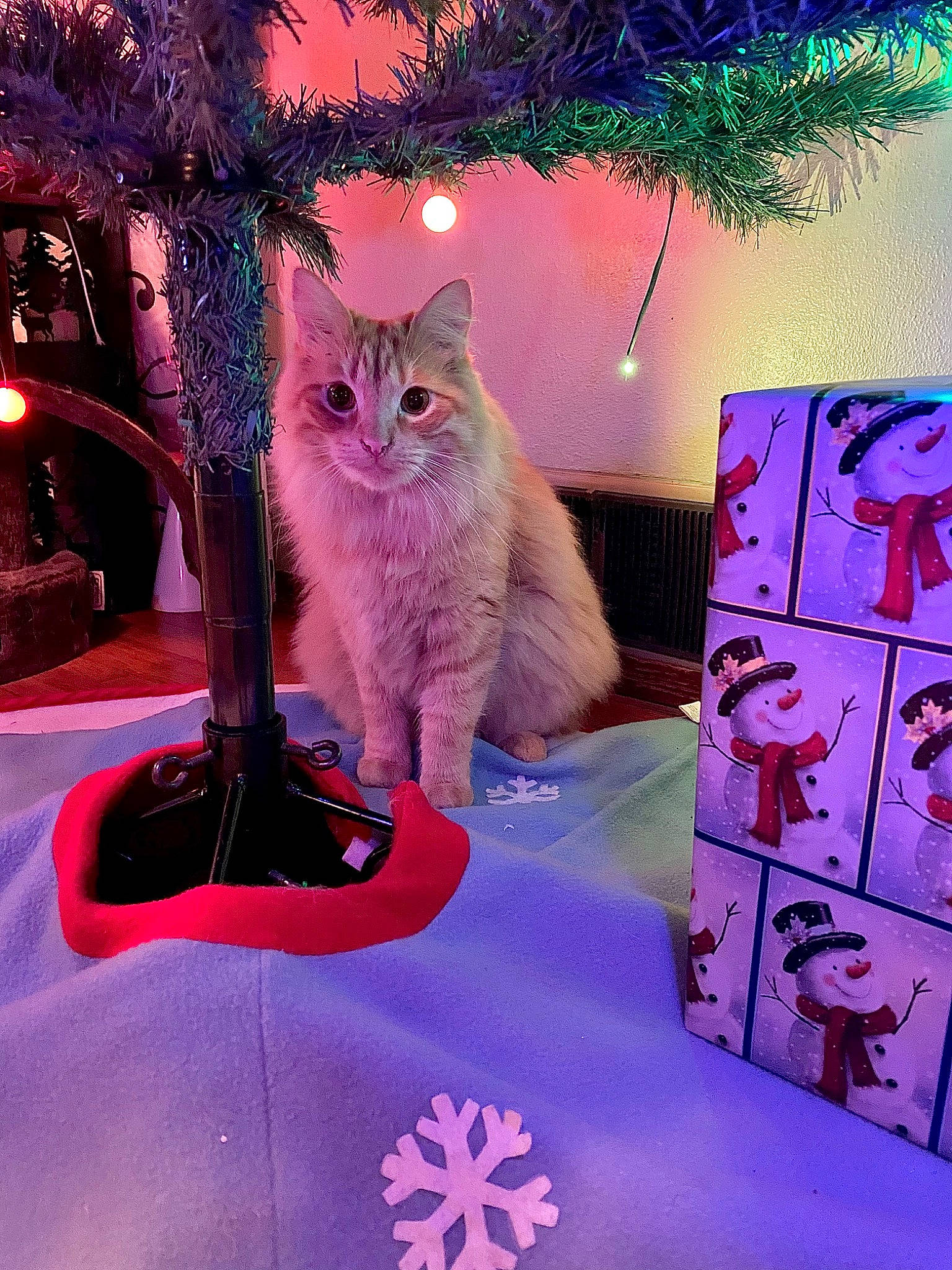 Klaws joined the competition — help win amazing prizes! carnivore, cat, domestic_short_haired_cat, electric_blue, event, fawn, felidae, fur, light, magenta, organism, photograph, pink, plant, purple, small_to_medium_sized_cats, tail, tree, whiskers, winter