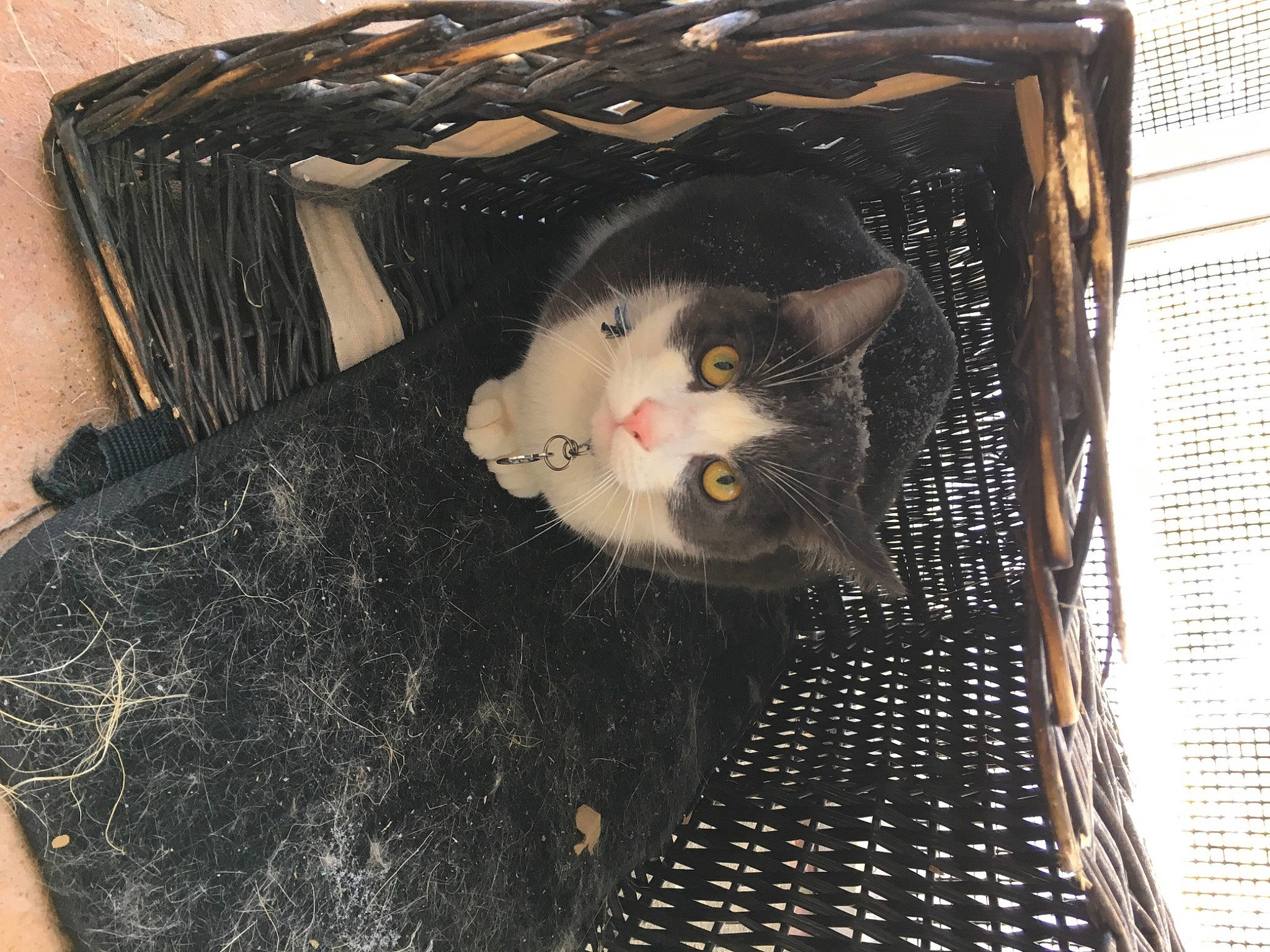 Runtie is registered to the contest to win money with this photo: animal_shelter, basket, box, cage, carnivore, cat, cat_supply, domestic_short_haired_cat, felidae, fur, mesh, packaging_and_labeling, pet_supply, small_to_medium_sized_cats, snout, vertebrate, whiskers