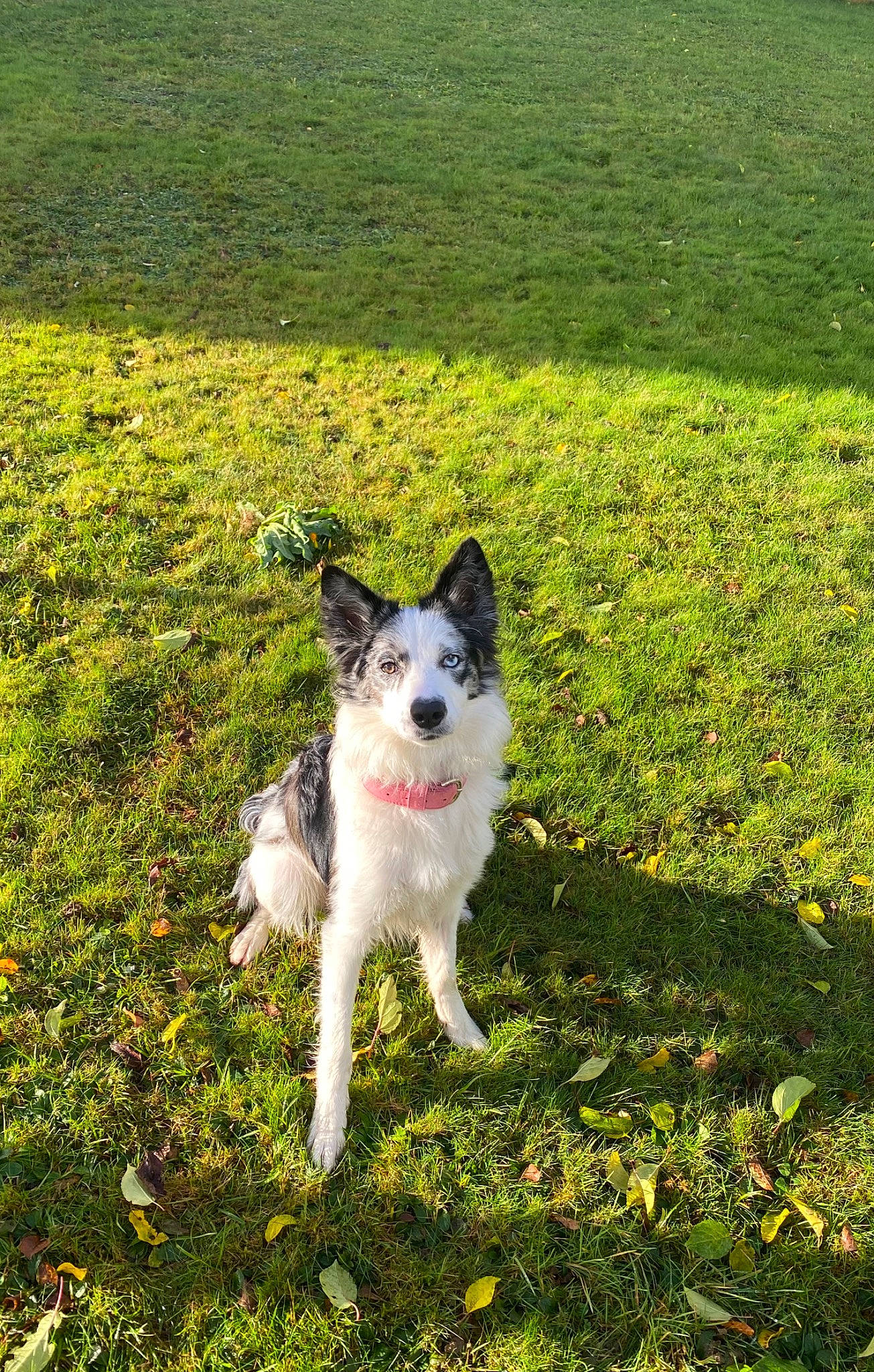 Leya participe au concours pour gagner de l'argent avec cette photo : canidae, carnivore, companion_dog, dog, dog_breed, field, grass, grassland, groundcover, herbaceous_plant, herding_dog, lawn, natural_landscape, pasture, plant, sporting_group, tail, walking, working_animal, working_dog