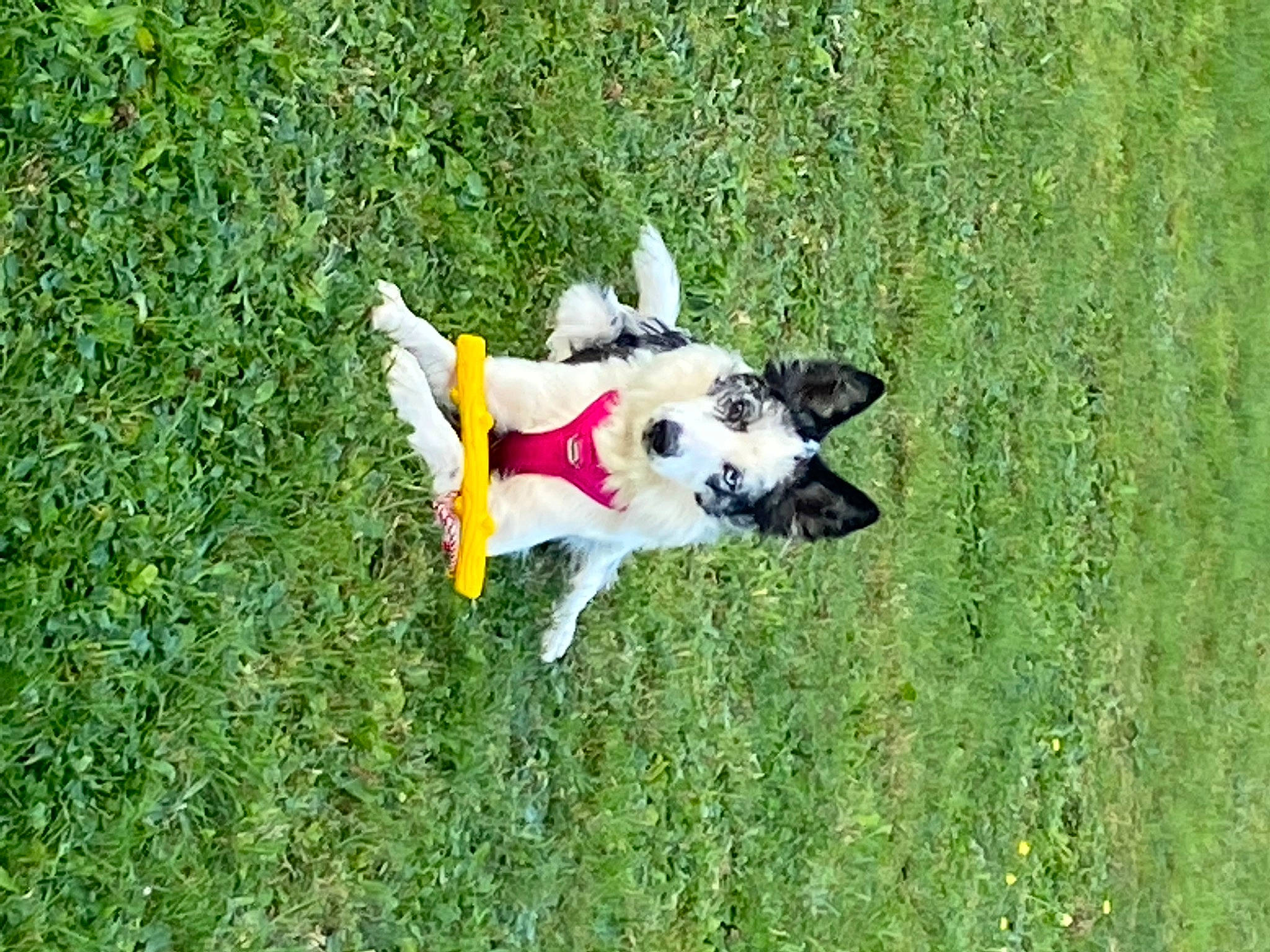 Leya participe au concours pour gagner de l'argent avec cette photo : carnivore, companion_dog, dog, dog_breed, dog_supply, field, fun, grass, grass_family, grassland, groundcover, lawn, meadow, pasture, people_in_nature, plant, shrub, soil, tail, toy