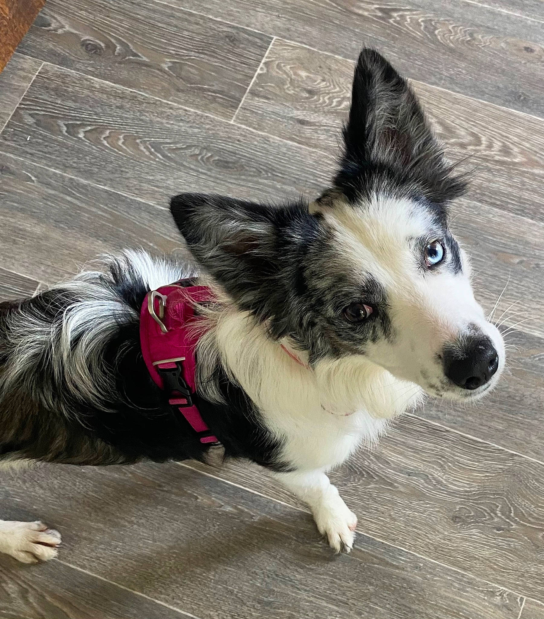 Leya participe au concours pour gagner de l'argent avec cette photo : canidae, carnivore, collar, companion_dog, dog, dog_breed, dog_collar, flooring, foot, fur, herding_dog, paw, plant, road_surface, snout, sporting_group, tail, whiskers, working_animal, working_dog