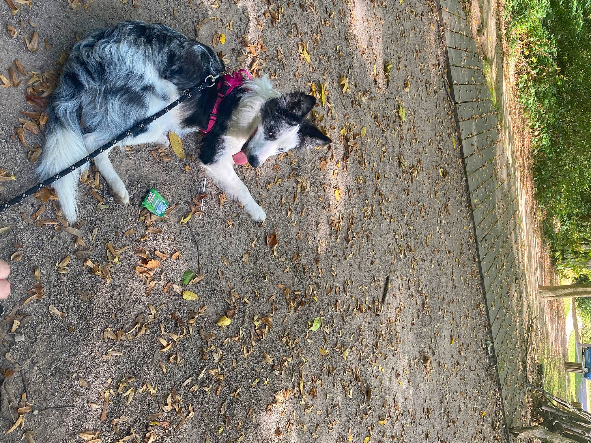 Leya a rejoint le concours — aidez-le/la à gagner de superbes lots ! asphalt, canidae, carnivore, companion_dog, dog, dog_breed, dog_supply, fur, grass, herding_dog, leash, pet_supply, plant, road_surface, shadow, sidewalk, soil, sporting_group, tail, trunk