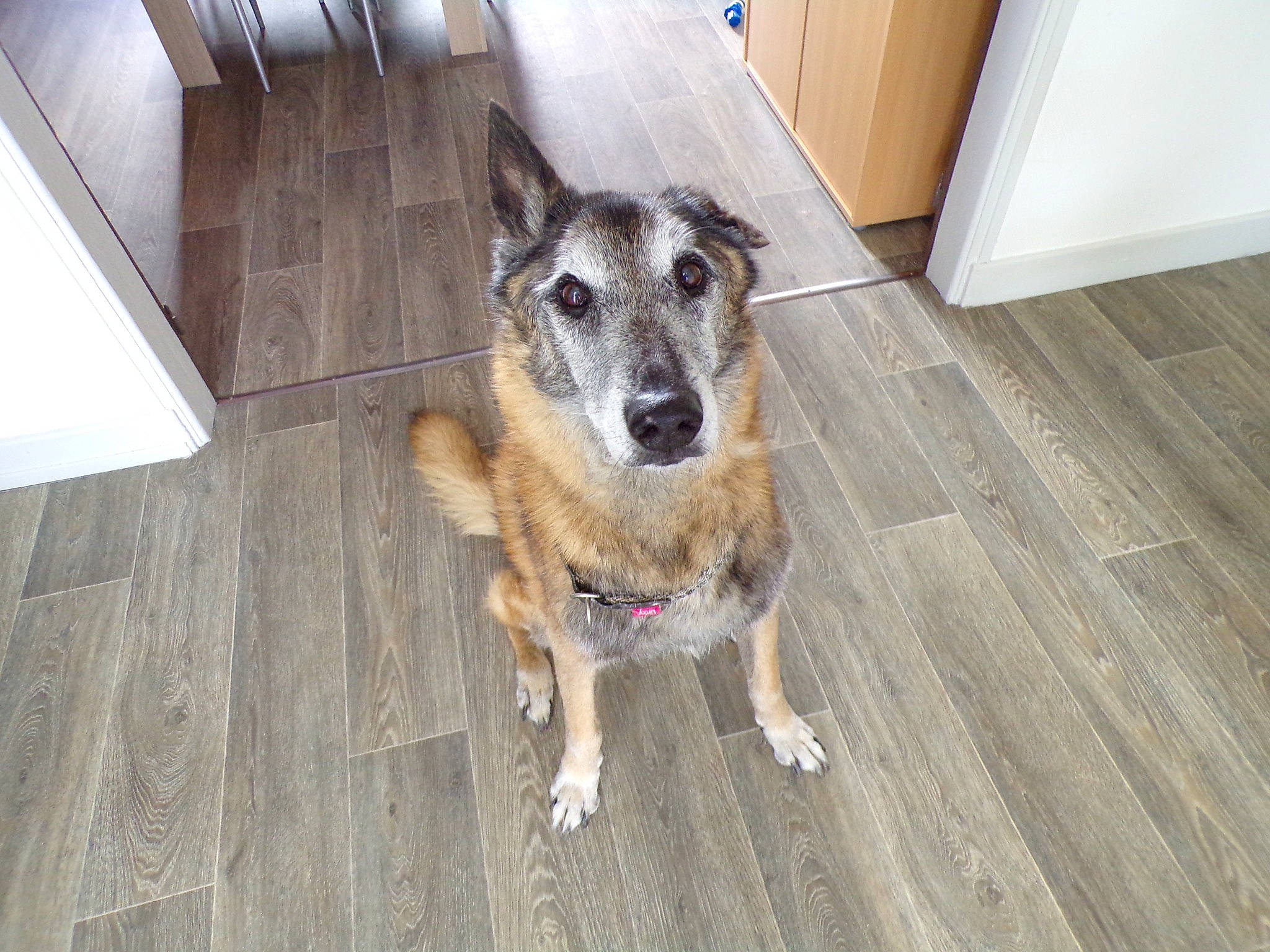 Shadow a rejoint le concours — aidez-le/la à gagner de superbes lots ! canidae, carnivore, companion_dog, dog, dog_breed, fawn, floor, flooring, fur, hardwood, plank, snout, sporting_group, terrestrial_animal, tile_flooring, varnish, wood, wood_flooring, wood_stain, working_animal