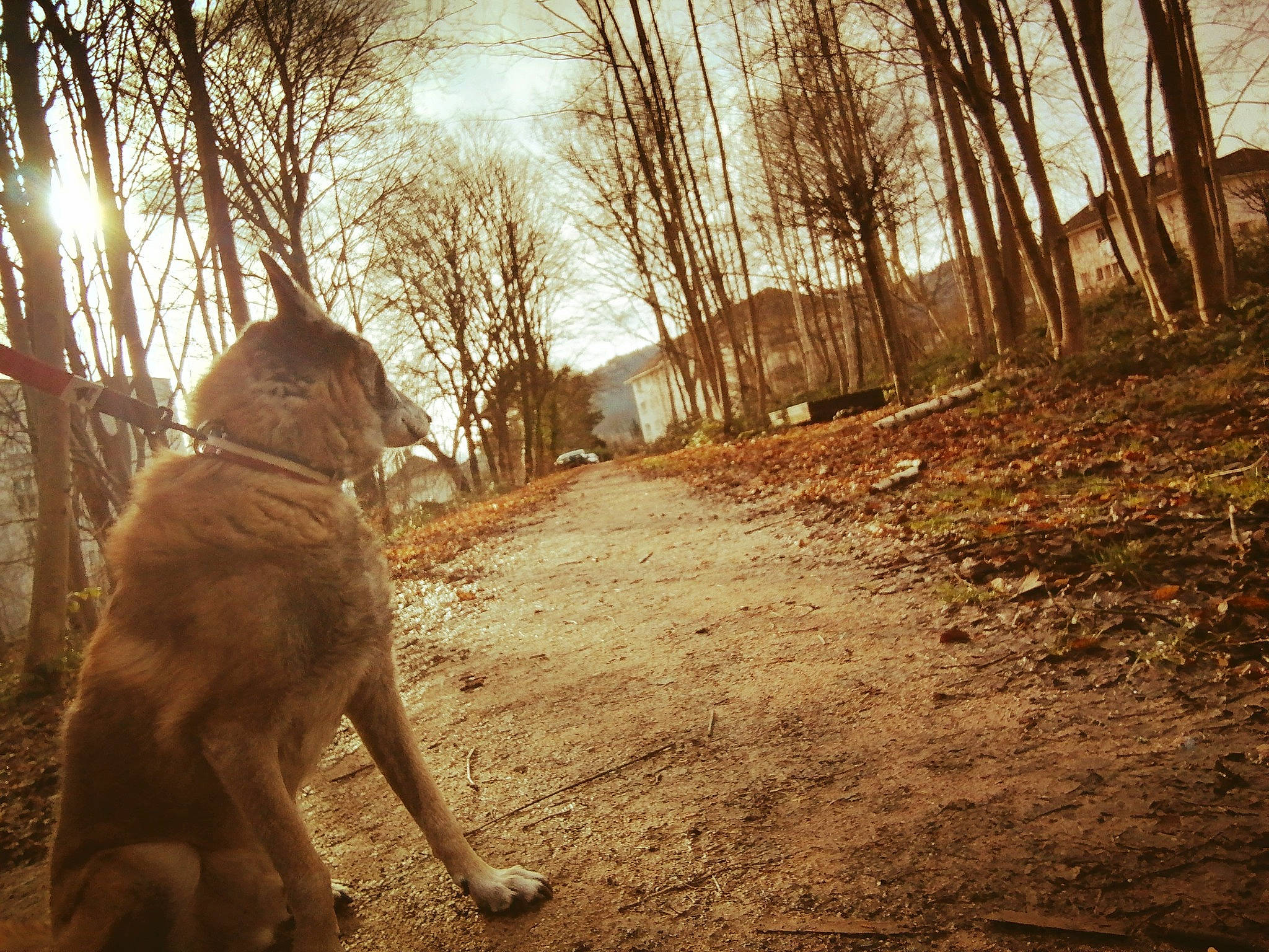 Shadow a rejoint le concours — aidez-le/la à gagner de superbes lots ! carnivore, companion_dog, dog, dog_breed, fawn, forest, leaf, lens_flare, natural_landscape, people_in_nature, plant, road, sky, sunlight, tints_and_shades, tree, trunk, twig, wood, working_animal