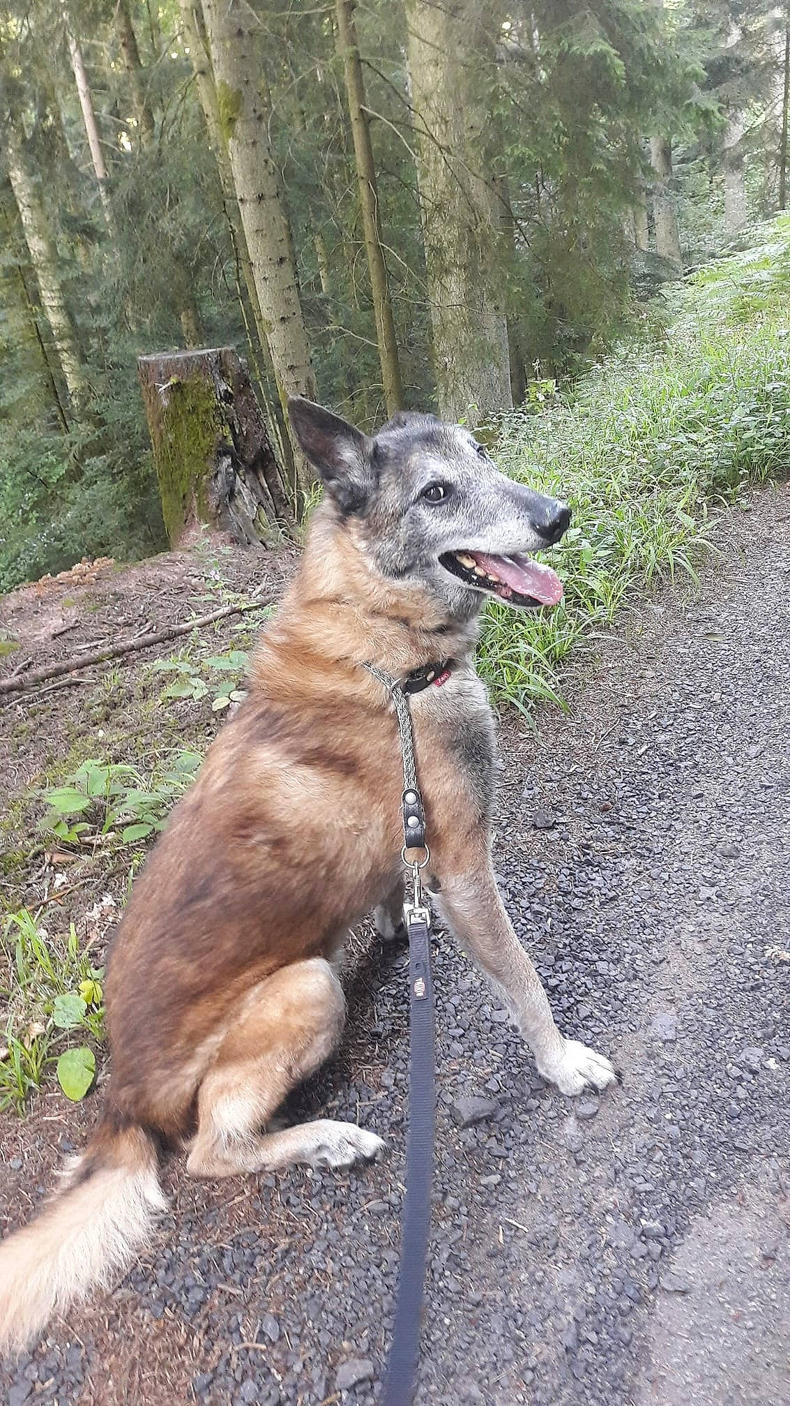 Shadow participe au concours pour gagner de l'argent avec cette photo : canidae, carnivore, dog, dog_breed, fawn, mammal, native_american_indian_dog, norwegian_elkhound, sporting_group, vertebrate, west_siberian_laika, wolfdog