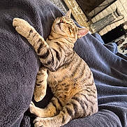 Chase joined the competition — help win amazing prizes! cat, tabby, sleeping, relaxed, pet, feline, animal, domestic, fur, whiskers, paws, blanket, cozy, indoor, resting, cute, adorable, striped, soft, comfort