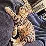 cat, tabby, sleeping, relaxed, pet, feline, animal, domestic, fur, whiskers, paws, blanket, cozy, indoor, resting, cute, adorable, striped, soft, comfort