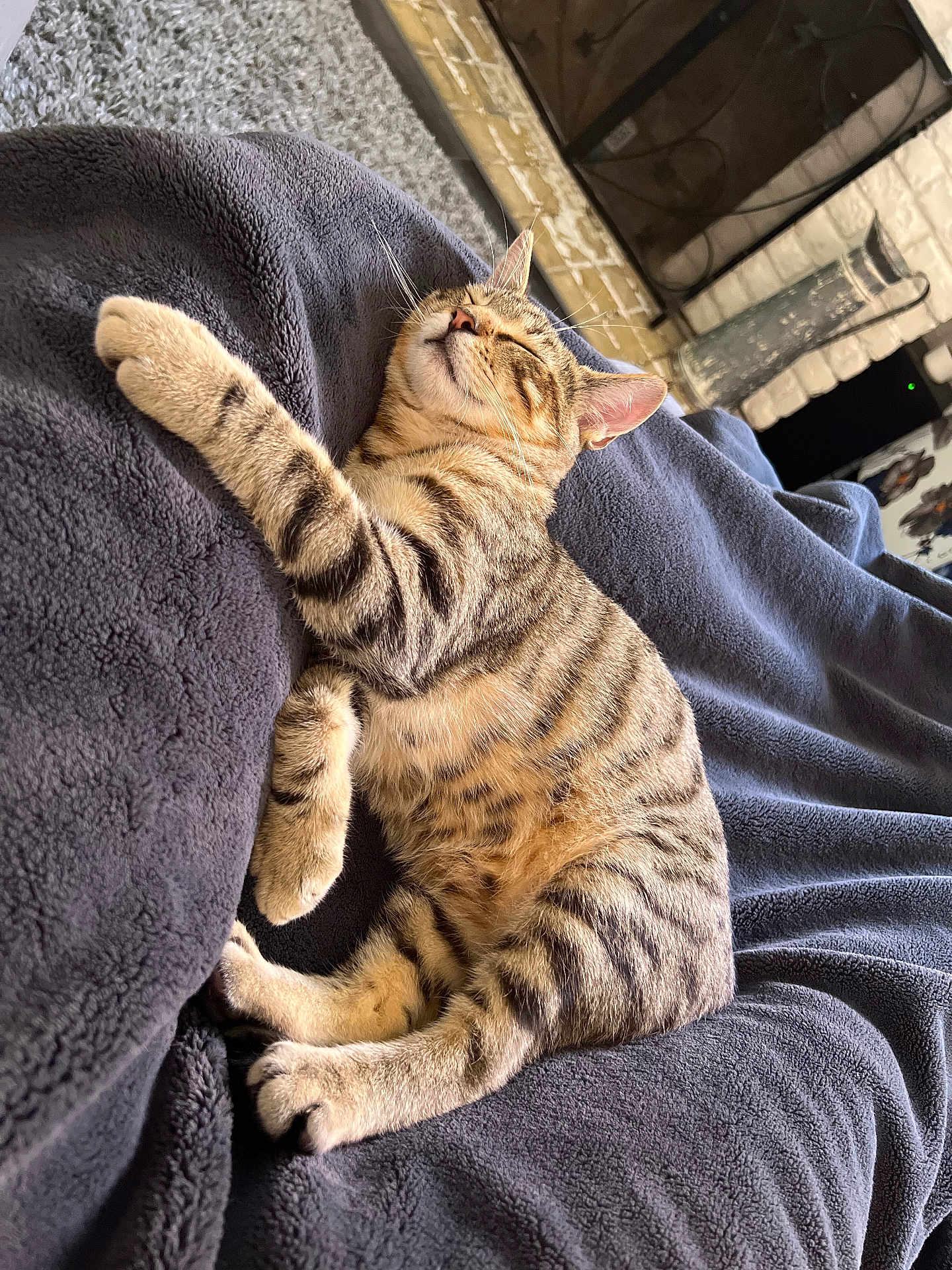 Chase joined the competition — help win amazing prizes! cat, tabby, sleeping, relaxed, pet, feline, animal, domestic, fur, whiskers, paws, blanket, cozy, indoor, resting, cute, adorable, striped, soft, comfort
