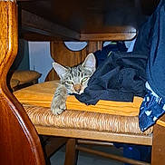 Pipita a rejoint le concours — aidez-le/la à gagner de superbes lots ! cat, tabby_cat, feline, sleepy, resting, paw, animal, chair, wooden_furniture, dining_room, indoor, home, clothing, blue_fabric, wood, wicker, polished_surface, portrait, cozy, relaxed