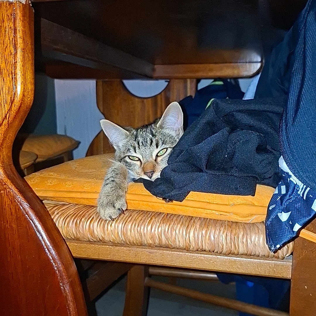Pipita a rejoint le concours — aidez-le/la à gagner de superbes lots ! cat, tabby_cat, feline, sleepy, resting, paw, animal, chair, wooden_furniture, dining_room, indoor, home, clothing, blue_fabric, wood, wicker, polished_surface, portrait, cozy, relaxed