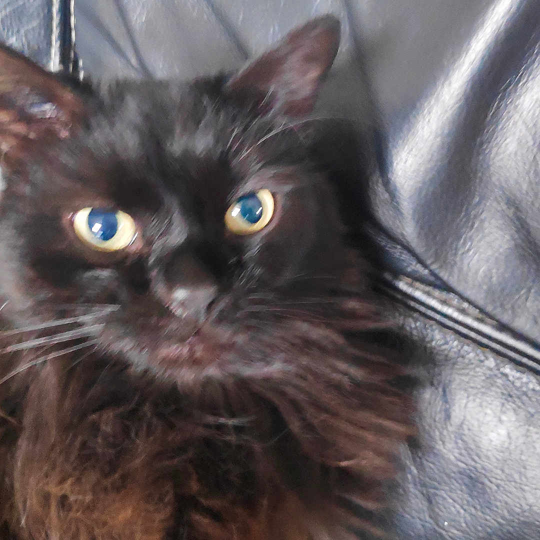 Simba participe au concours pour gagner de l'argent avec cette photo : abyssinian, angora, animal, blackcat, brasssection, cat, chair, clothing, coat, cushion, face, head, homedecor, horn, jacket, kitten, manx, musicalinstrument, person, pet