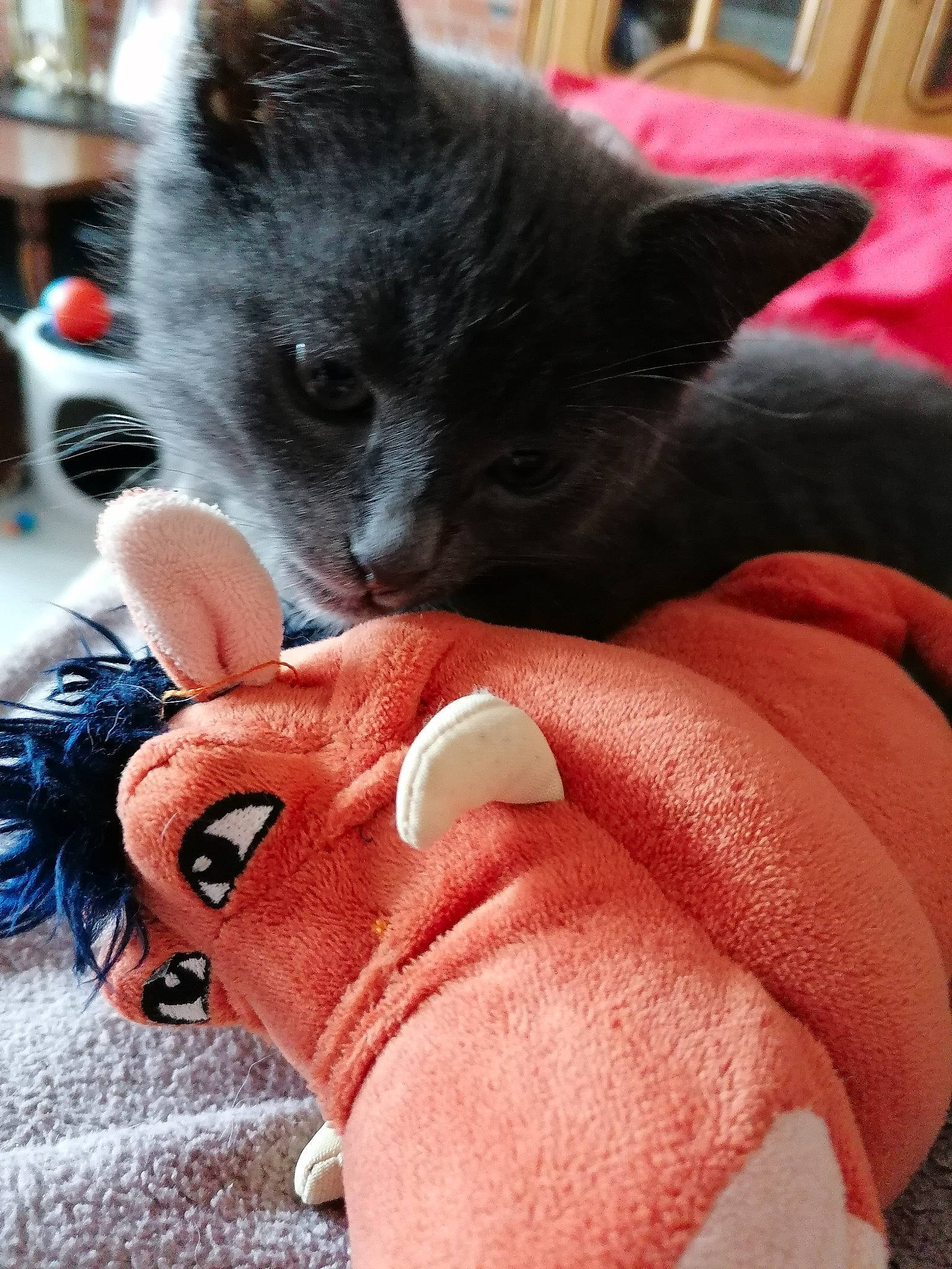 Ninja participe au concours pour gagner de l'argent avec cette photo : carmine, carnivore, cat, domestic_pig, domestic_short_haired_cat, ear, fawn, felidae, fur, human_leg, mammal, nail, paw, pink, small_to_medium_sized_cats, snout, stuffed_toy, tail, toy, whiskers