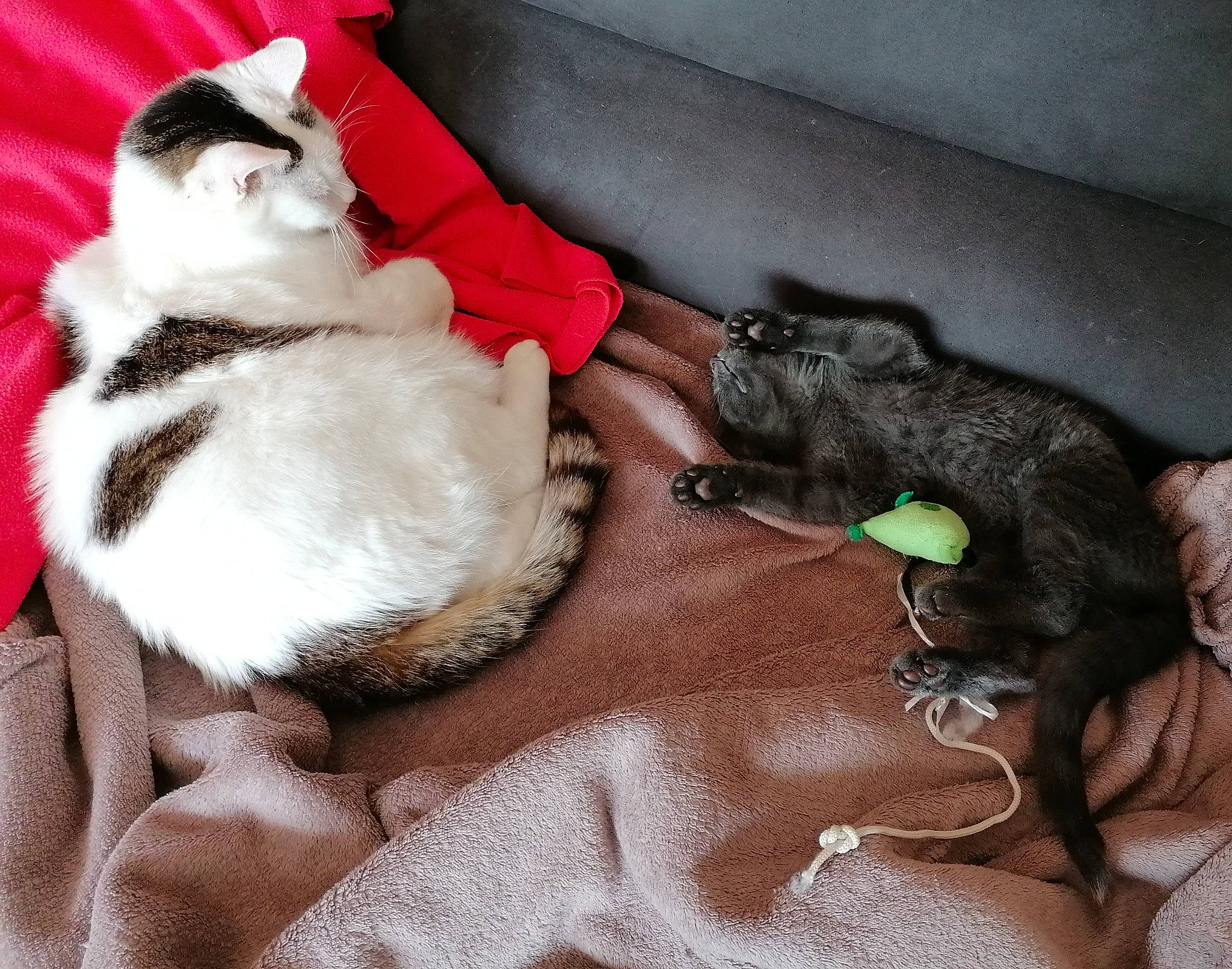 Ninja a rejoint le concours — aidez-le/la à gagner de superbes lots ! canidae, carmine, carnivore, cat, claw, comfort, companion_dog, dog_breed, domestic_short_haired_cat, fawn, felidae, fur, lap, nail, paw, small_to_medium_sized_cats, tail, terrestrial_animal, whiskers, working_animal