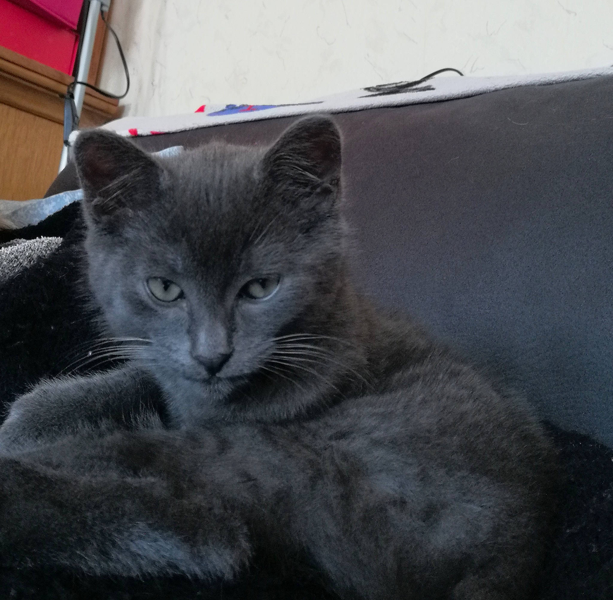 Ninja a rejoint le concours — aidez-le/la à gagner de superbes lots ! carnivore, cat, comfort, domestic_short_haired_cat, felidae, fur, grey, monochrome_photography, small_to_medium_sized_cats, snout, whiskers, window