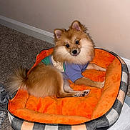 Pixie joined the competition — help win amazing prizes! dog, pomeranian, pet_bed, orange, plaid, carpet, indoor, wall, fur, cute, shirt, animal, small_dog, fluffy, resting, looking, head_tilt, cozy, domestic, adorable