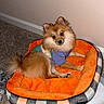 dog, pomeranian, pet_bed, orange, plaid, carpet, indoor, wall, fur, cute, shirt, animal, small_dog, fluffy, resting, looking, head_tilt, cozy, domestic, adorable