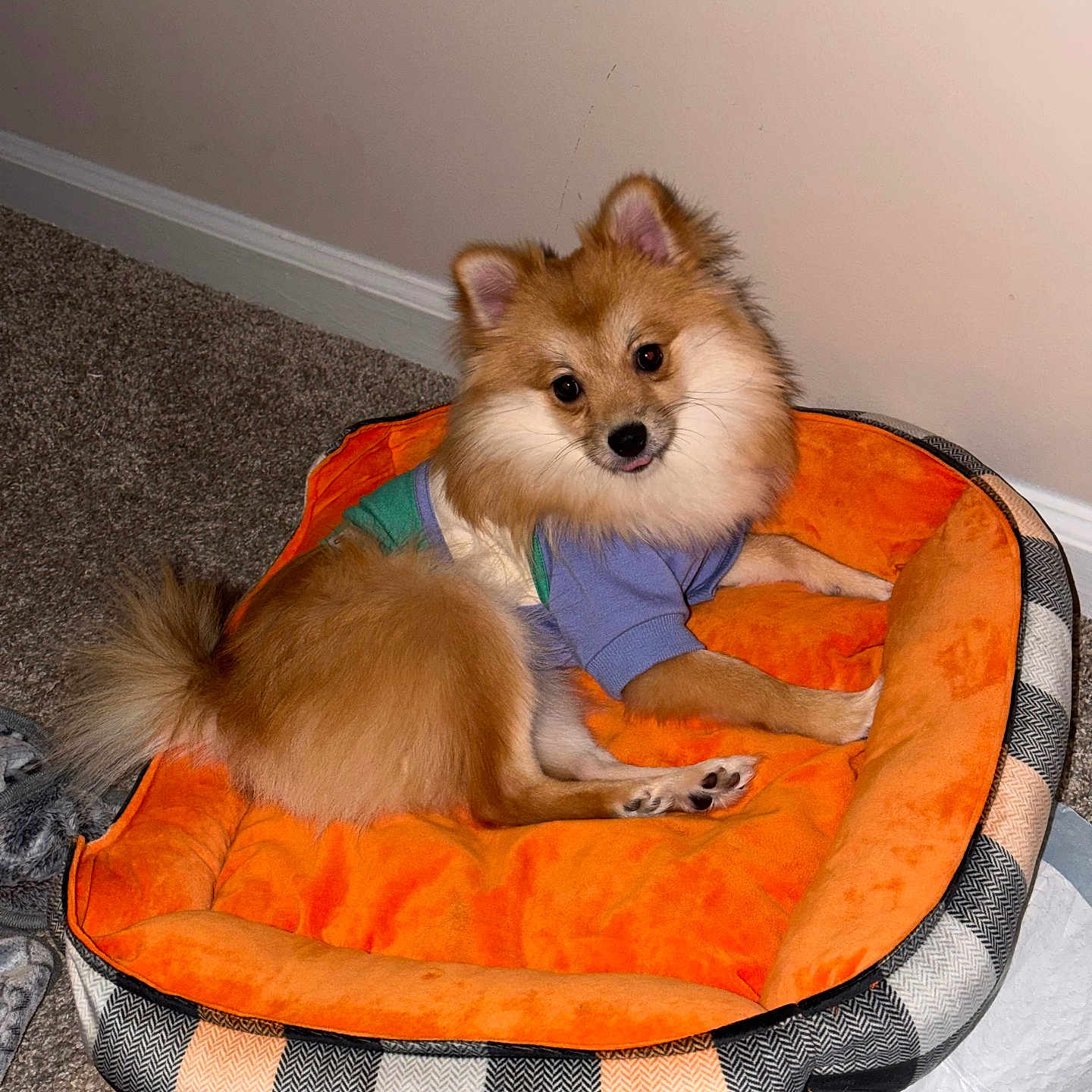 Pixie joined the competition — help win amazing prizes! dog, pomeranian, pet_bed, orange, plaid, carpet, indoor, wall, fur, cute, shirt, animal, small_dog, fluffy, resting, looking, head_tilt, cozy, domestic, adorable