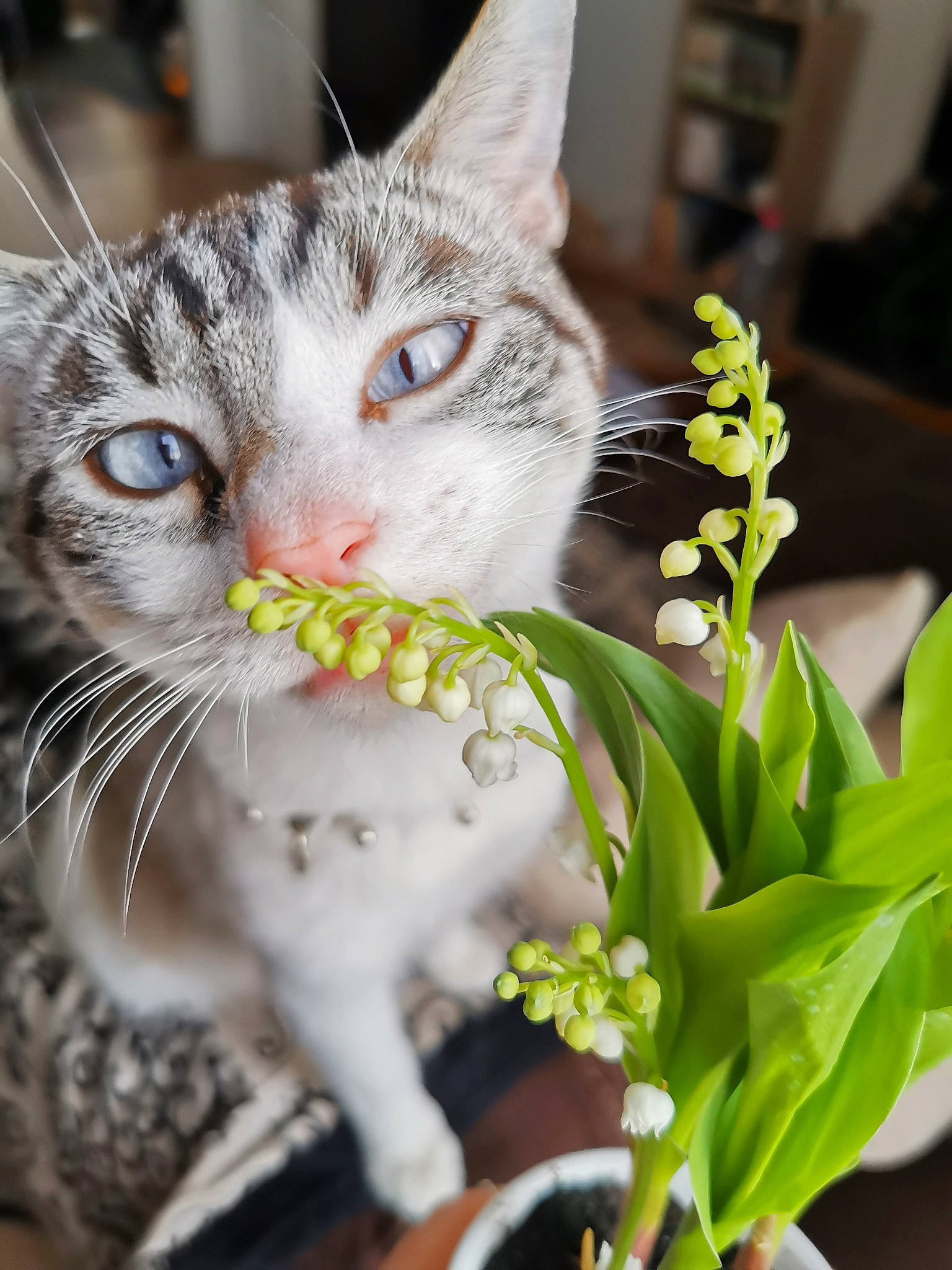Artemis a rejoint le concours — aidez-le/la à gagner de superbes lots ! art, carnivore, cat, close_up, collar, domestic_short_haired_cat, event, felidae, flower, fur, grass, iris, paw, photo_caption, plant, small_to_medium_sized_cats, snout, tail, terrestrial_plant, whiskers