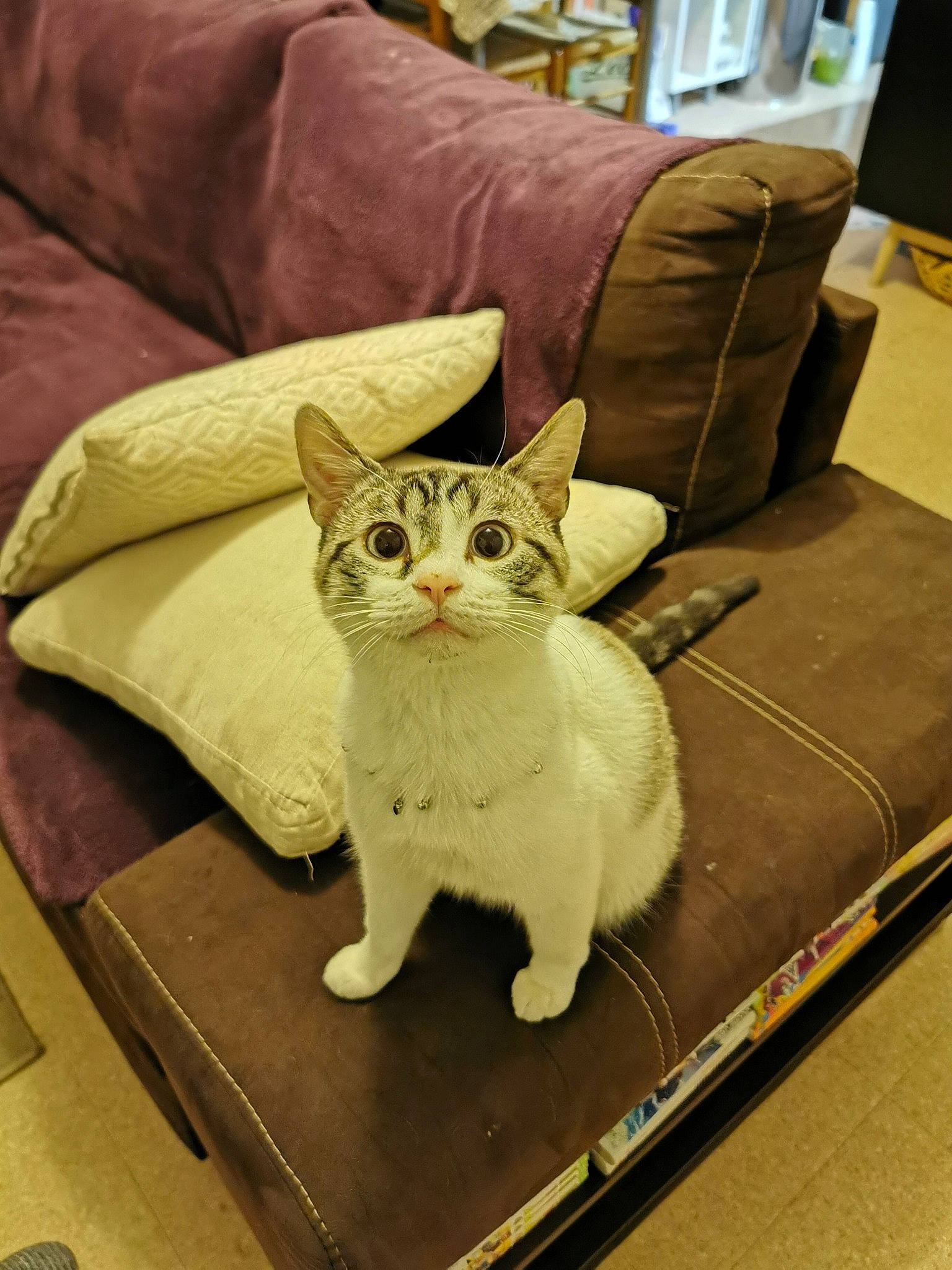 Artemis a rejoint le concours — aidez-le/la à gagner de superbes lots ! carnivore, cat, chair, comfort, couch, domestic_short_haired_cat, fawn, felidae, flooring, fur, hardwood, linens, paw, pet_supply, pillow, small_to_medium_sized_cats, snout, tail, whiskers, wood