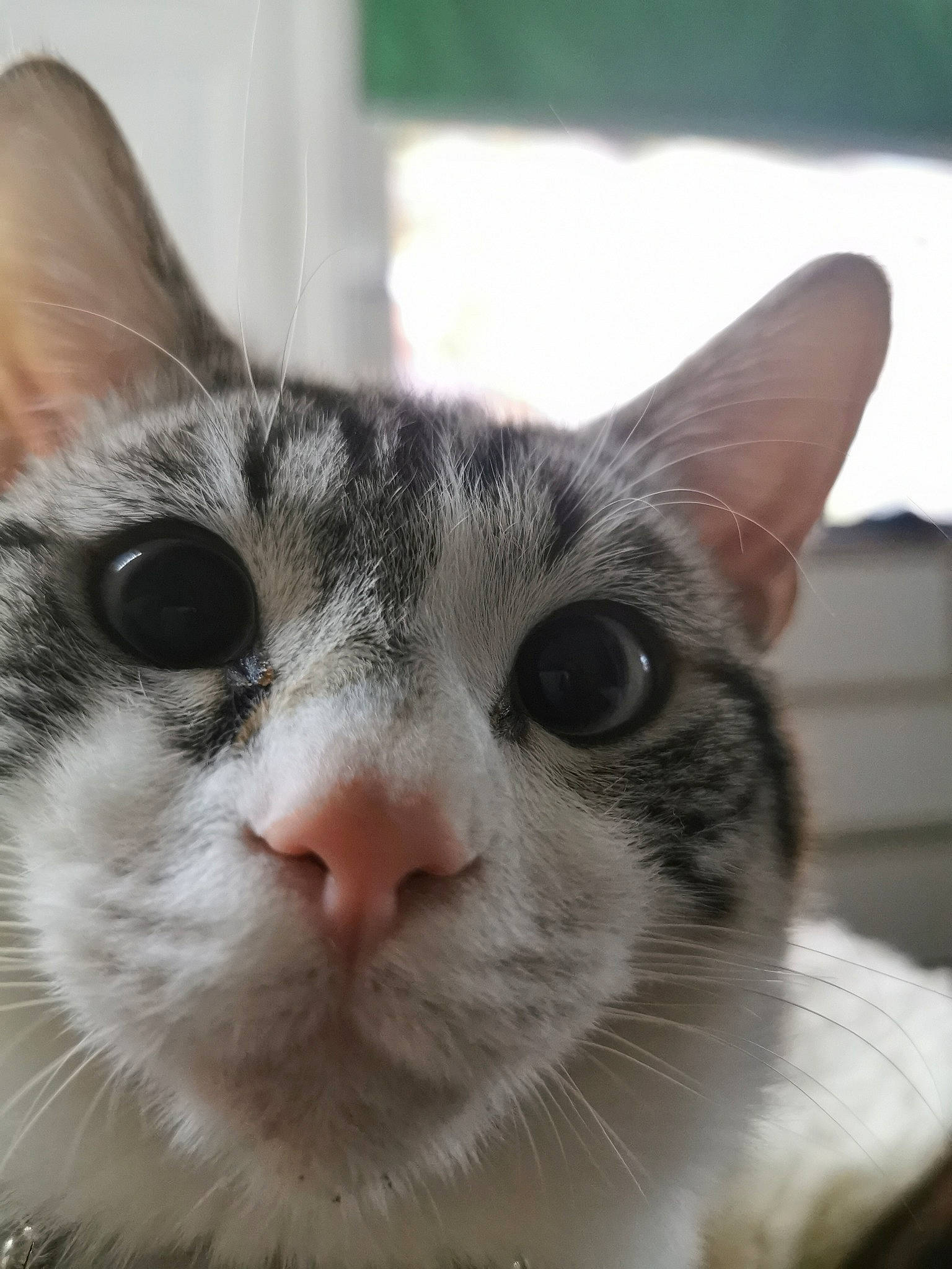 Artemis participe au concours pour gagner de l'argent avec cette photo : box, carnivore, cat, comfort, domestic_short_haired_cat, ear, eye, felidae, fur, head, iris, nose, small_to_medium_sized_cats, snout, tree, whiskers, window