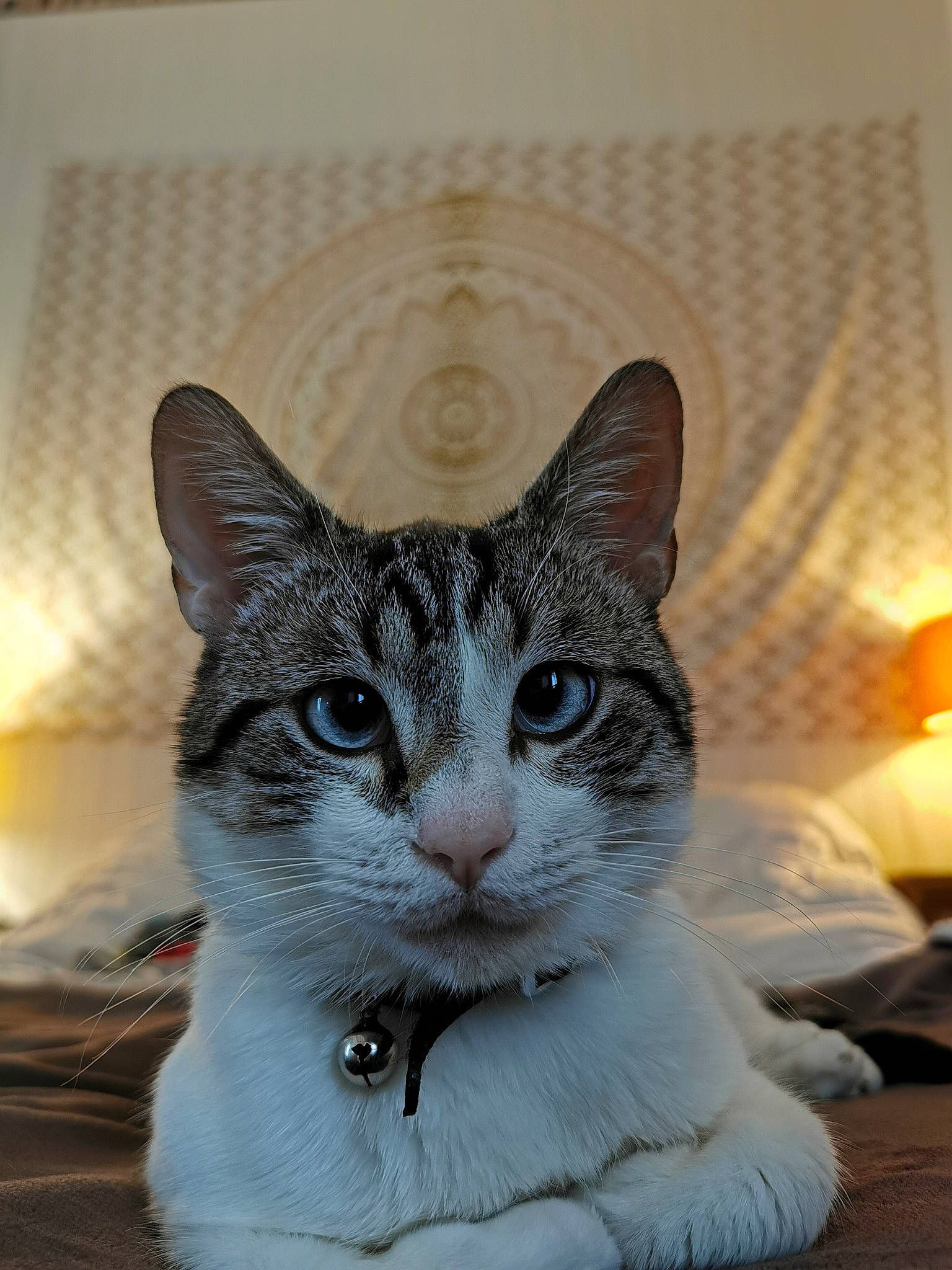 Artemis participe au concours pour gagner de l'argent avec cette photo : art, box, carnivore, cat, cat_furniture, domestic_short_haired_cat, door, felidae, fur, paw, pet_supply, small_to_medium_sized_cats, snout, tail, terrestrial_animal, tree, whiskers, window