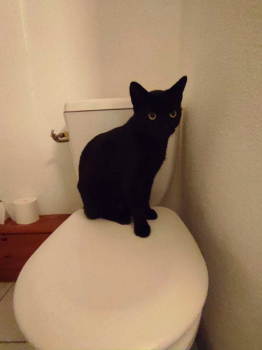 Bagheera a rejoint le concours — aidez-le/la à gagner de superbes lots ! art, black_cat, bombay, carnivore, cat, comfort, domestic_short_haired_cat, felidae, flooring, fur, household_supply, linens, pet_supply, room, small_to_medium_sized_cats, snout, stairs, tail, whiskers, window