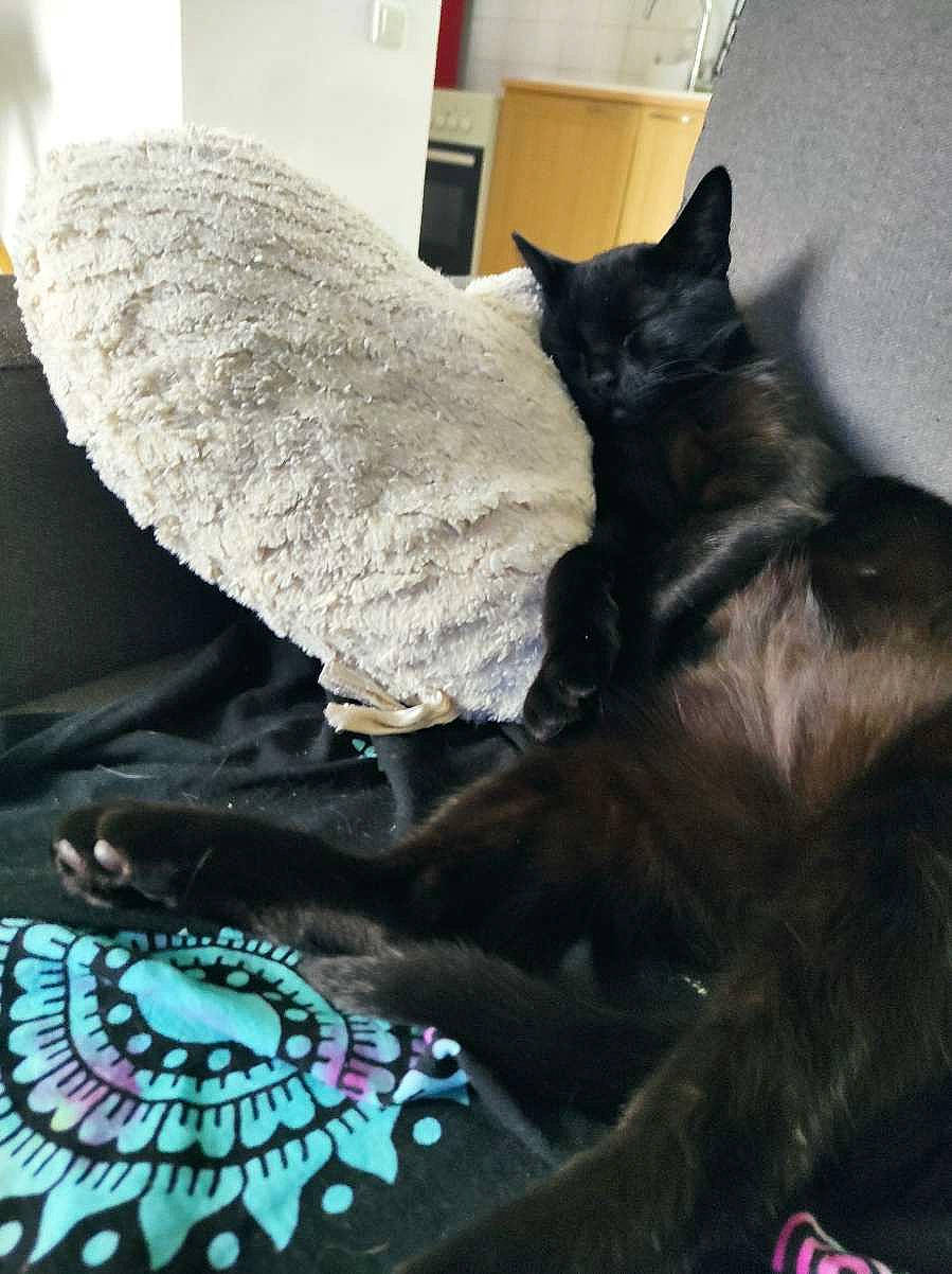 Bagheera a rejoint le concours — aidez-le/la à gagner de superbes lots ! bed, black_cat, bombay, canidae, carnivore, cat, cat_supply, claw, comfort, dog_breed, domestic_short_haired_cat, felidae, fur, grey, linens, nap, room, small_to_medium_sized_cats, tail, whiskers