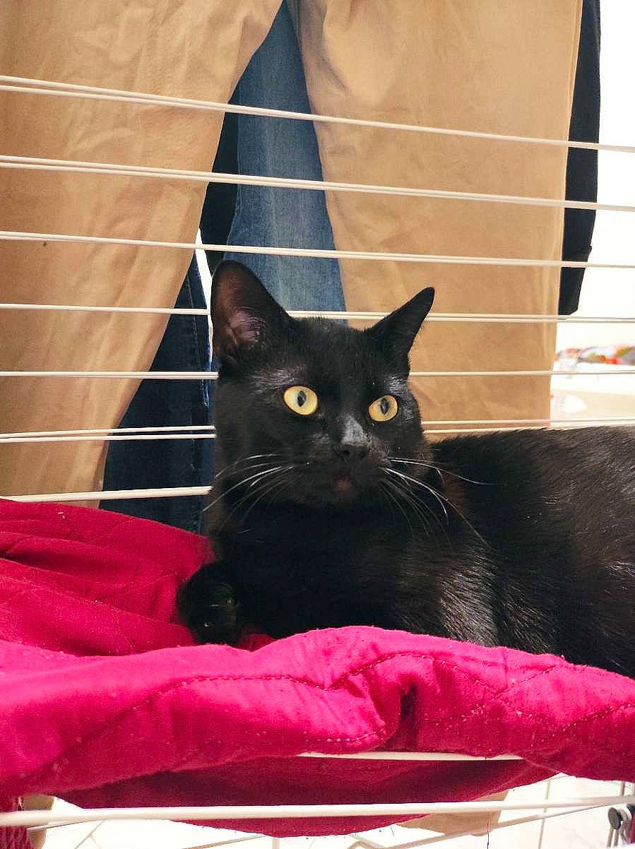 Bagheera participe au concours pour gagner de l'argent avec cette photo : animal_shelter, black_cat, bombay, carnivore, cat, cat_supply, comfort, domestic_short_haired_cat, felidae, fur, pattern, pet_supply, sitting, small_to_medium_sized_cats, snout, tail, terrestrial_animal, tints_and_shades, whiskers