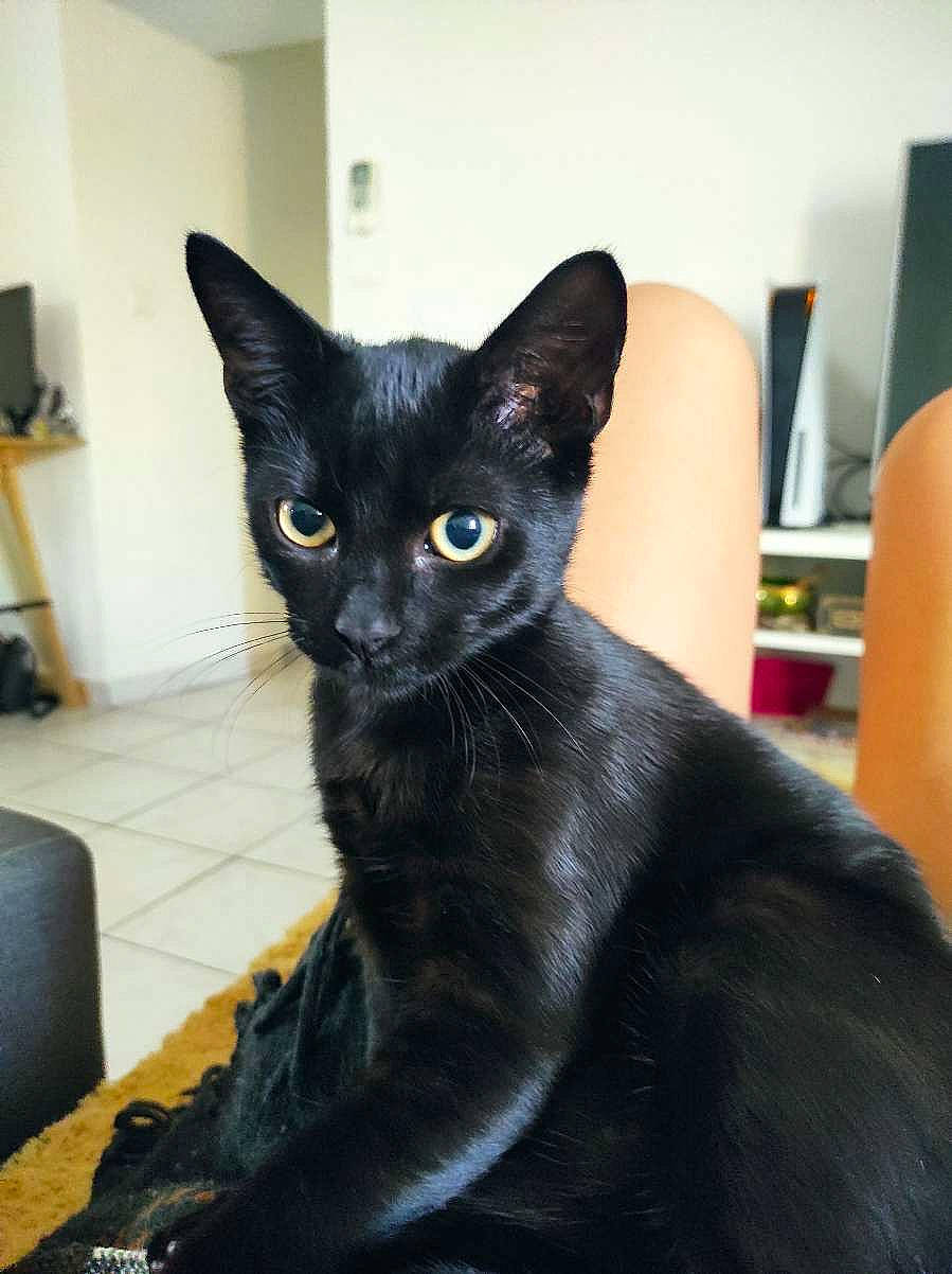 Bagheera participe au concours pour gagner de l'argent avec cette photo : black_cat, bombay, carnivore, cat, claw, comfort, domestic_short_haired_cat, ear, felidae, fur, havana_brown, small_to_medium_sized_cats, snout, tail, whiskers