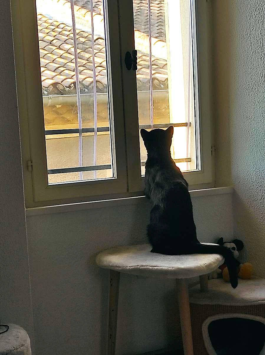 Bagheera participe au concours pour gagner de l'argent avec cette photo : carnivore, cat, cat_supply, felidae, fixture, hardwood, house, interior_design, room, sash_window, shade, small_to_medium_sized_cats, tail, tints_and_shades, whiskers, window, window_blind, window_covering, window_treatment, wood