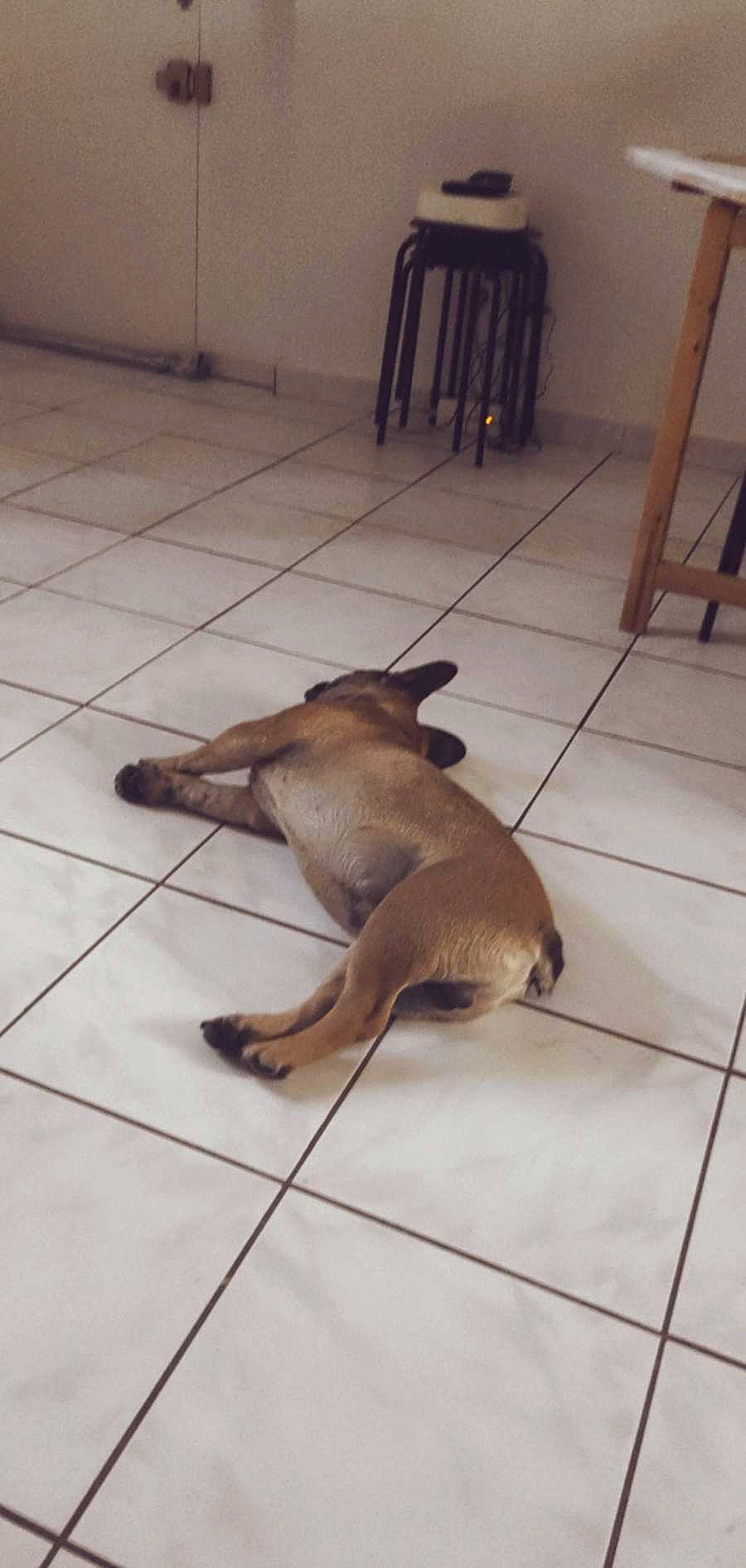 Jack a rejoint le concours — aidez-le/la à gagner de superbes lots ! carnivore, chair, companion_dog, dog, dog_breed, fawn, floor, flooring, fur, hardwood, liver, sporting_group, tail, terrestrial_animal, tile, wood, working_animal