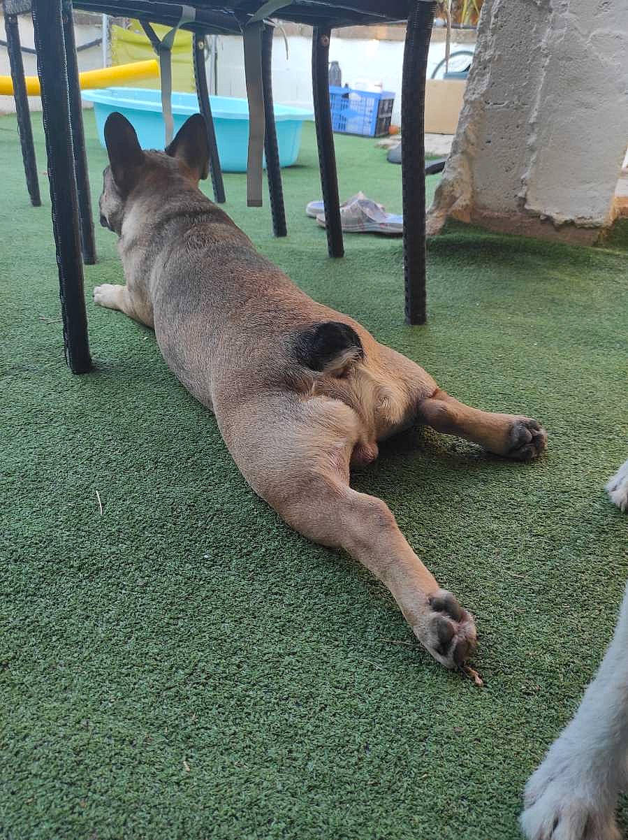 Jack participe au concours pour gagner de l'argent avec cette photo : canidae, carnivore, companion_dog, dog, dog_breed, fawn, felidae, foot, fur, grass, guard_dog, human_leg, paw, plant, snout, sporting_group, tail, terrestrial_animal, tree, working_animal