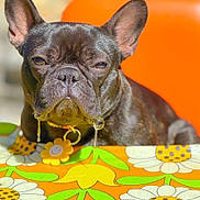 Biggie joined the competition — help win amazing prizes! animal, black_dog, bubble, closeup, collar, colorful, cute, dog, domestic_animal, drool, flower_pattern, flower_tag, french_bulldog, orange_background, outdoor, pet, portrait, serious_expression, sunlight, tablecloth