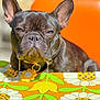 animal, black_dog, bubble, closeup, collar, colorful, cute, dog, domestic_animal, drool, flower_pattern, flower_tag, french_bulldog, orange_background, outdoor, pet, portrait, serious_expression, sunlight, tablecloth