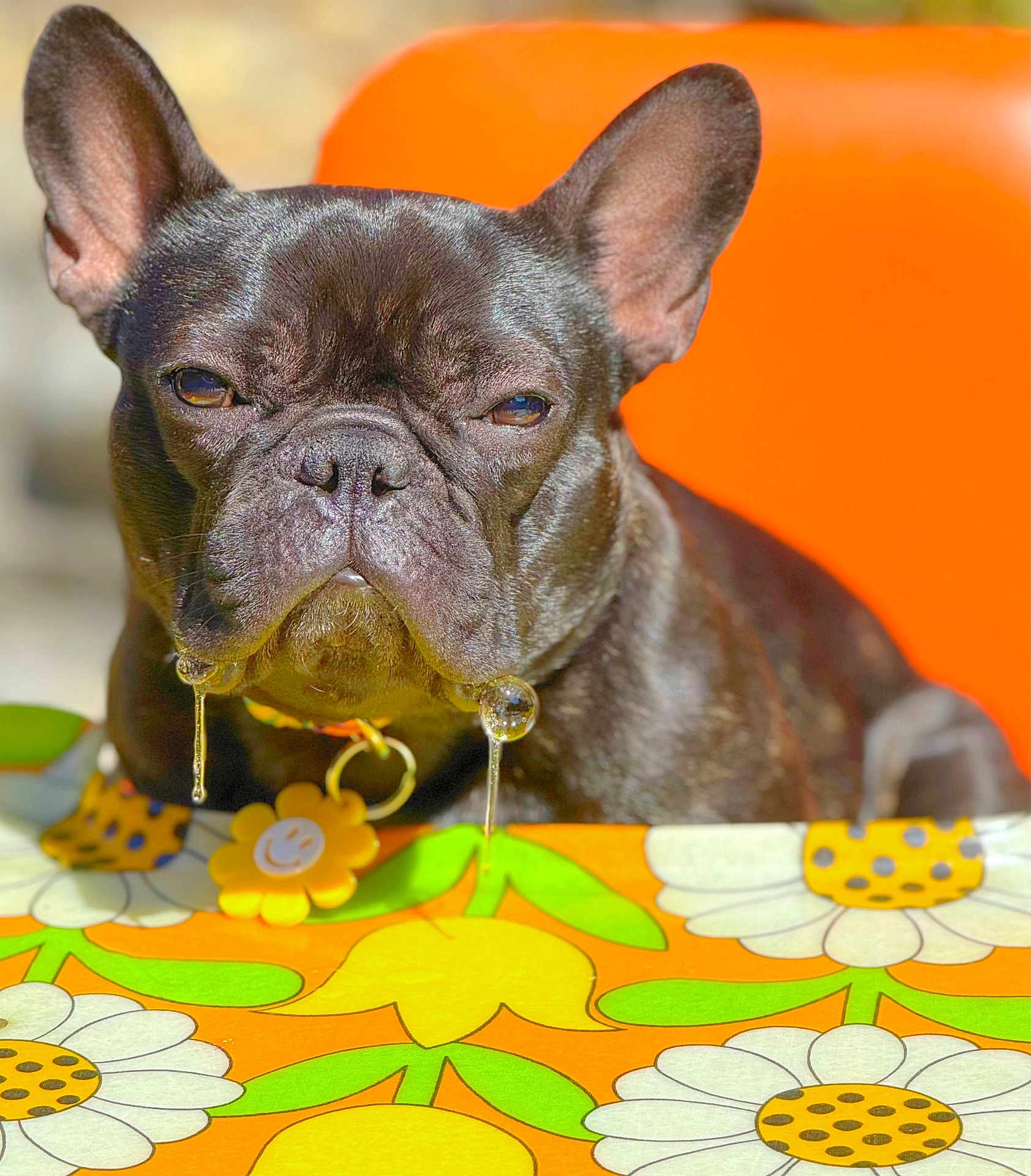 Biggie joined the competition — help win amazing prizes! animal, black_dog, bubble, closeup, collar, colorful, cute, dog, domestic_animal, drool, flower_pattern, flower_tag, french_bulldog, orange_background, outdoor, pet, portrait, serious_expression, sunlight, tablecloth