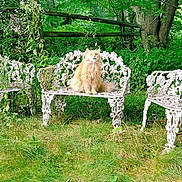 Tommy is registered to the contest to win money with this photo: cat, orange_cat, garden, bench, chair, white_metal_furniture, grass, plants, trees, outdoor, nature, wild_plants, furniture, animal, pet, fluffy, sitting, greenery, serene, daylight