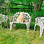 cat, orange_cat, garden, bench, chair, white_metal_furniture, grass, plants, trees, outdoor, nature, wild_plants, furniture, animal, pet, fluffy, sitting, greenery, serene, daylight