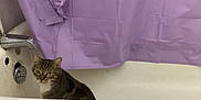 Tigger joined the competition — help win amazing prizes! alone, animal, bathroom, bathtub, cat, curtain, domestic, feline, indoor, old, pet, purple, quiet, relaxed, shower_curtain, sitting, stained, tabby_cat, white, wrinkled