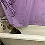 Tigger joined the competition — help win amazing prizes! cat, tabby_cat, bathtub, shower_curtain, purple, indoor, pet, animal, feline, quiet, old, stained, wrinkled, bathroom, domestic, sitting, curtain, white, relaxed, alone