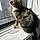 Tigger