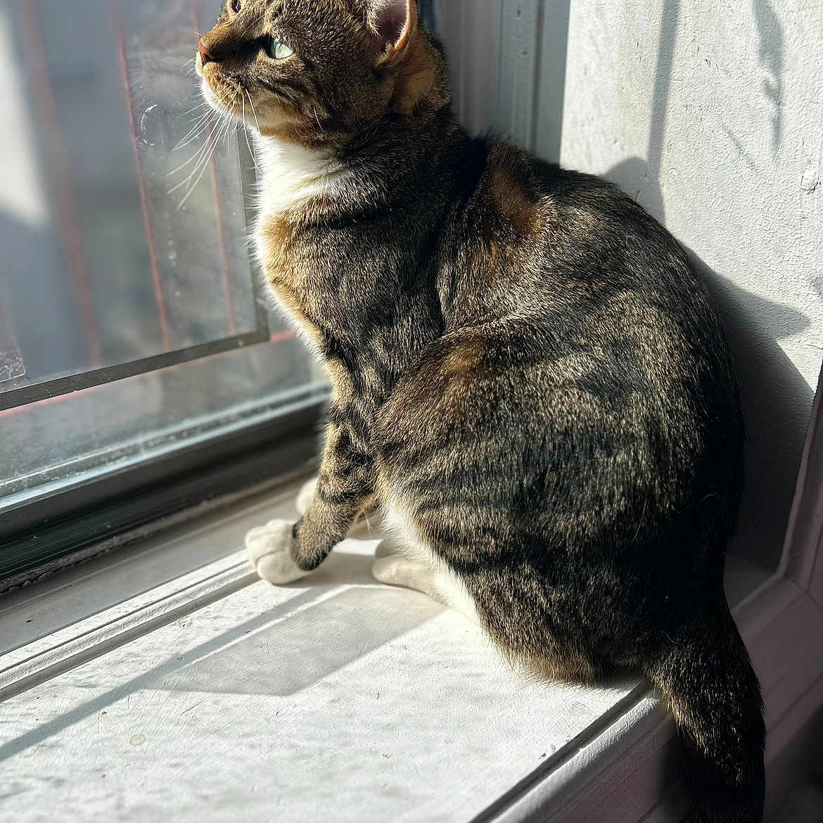 Tigger is registered to the contest to win money with this photo: animal, cat, curiosity, daylight, domestic, feline, indoor, looking_out, paw, pet, relaxed, shadow, side_view, striped, sunlight, tabby, tail, whiskers, window, windowsill