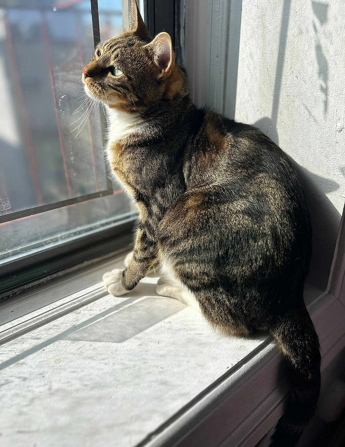 Tigger is registered to the contest to win money with this photo: cat, tabby, windowsill, sunlight, shadow, indoor, pet, feline, looking_out, whiskers, striped, animal, domestic, window, daylight, curiosity, side_view, relaxed, paw, tail