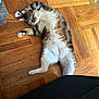 cat, tabby, sleeping, relaxed, floor, parquet, wood, indoor, pet, paw, fur, whiskers, cute, resting, animal, cozy, home, domestic, stretch, napping