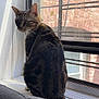 cat, tabby_cat, windowsill, window, indoor, pet, animal, fur, whiskers, curious, sitting, natural_light, brick_wall, screen, domestic_cat, feline, looking_away, side_view, quiet, cozy