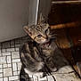 cat, kitten, tabby, striped, collar, floor, tiles, wooden_floor, indoor, pet, animal, whiskers, curious, sitting, young, small, feline, eyes, sunlight, shadow