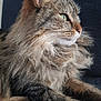 Cacahuète participe au concours pour gagner de l'argent avec cette photo : cat, fluffy, long_hair, tabby, pet, animal, feline, whiskers, ears, paws, relaxed, indoor, close_up, portrait, muzzle, fur, cute, domestic_animal, side_view, resting