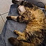 Cacahuète participe au concours pour gagner de l'argent avec cette photo : cat, tabby, fluffy, feline, pet, sleeping, relaxed, indoor, blanket, cozy, paw, tail, fur, animal, mammal, resting, cute, home, tile_floor, soft