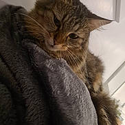Cacahuète a rejoint le concours — aidez-le/la à gagner de superbes lots ! cat, tabby, pet, fur, whiskers, blanket, cozy, indoor, sleepy, animal, relaxed, soft, closeup, feline, cute, domestic, mammal, resting, gray, warm